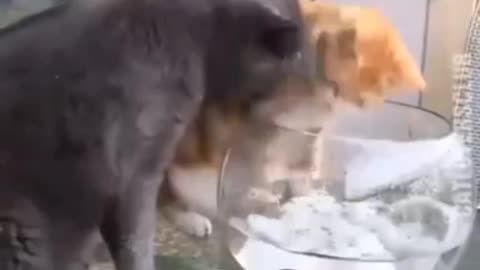 cat smacks and nips at another cat for trying to get the fish.