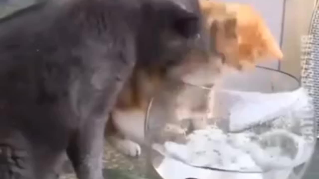 cat smacks and nips at another cat for trying to get the fish.