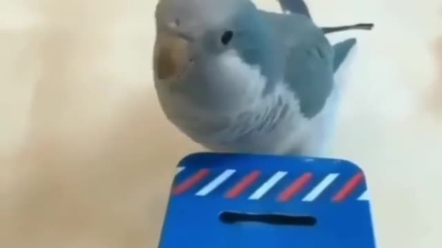 So so smart and funny bird!