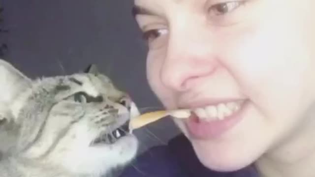 Cat eat cheese
