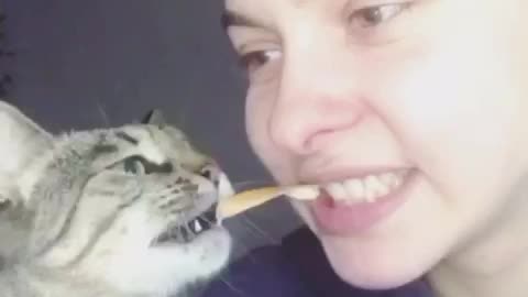 Cat eat cheese