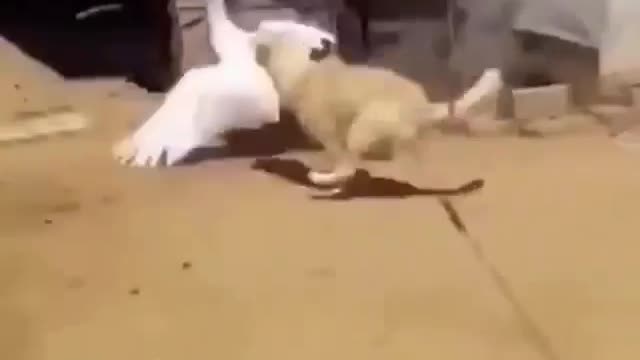 funny duck and dog movement