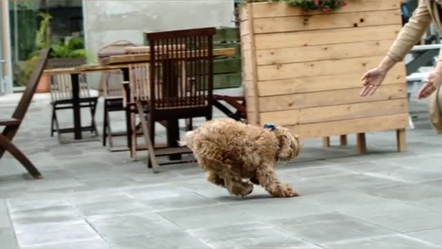 Recibiendo a mi perro
