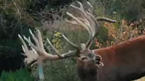 The call of a King!