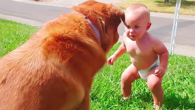 Funny Pets Reaction - Funny Dog And Baby Moments Belly Baby