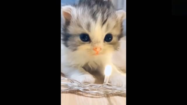 ๐Watch What Those Funny TikTok Pets Have in Mind ๐