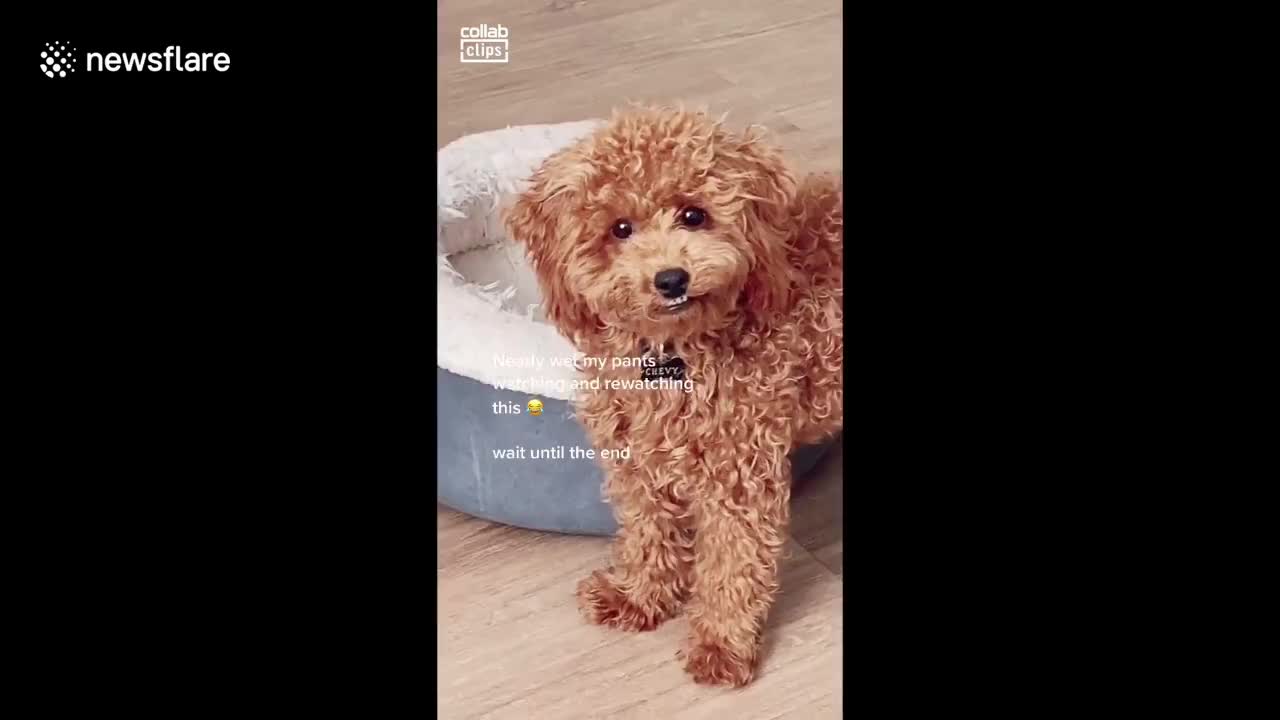 Dog fights with bed, shows off cute underbite