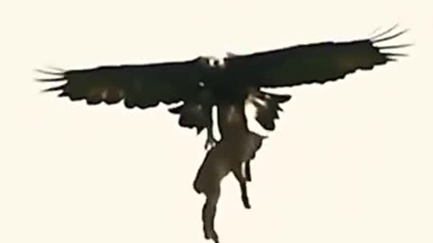 Eagle and deer | 💔 Animals planet |