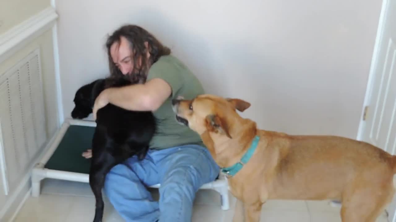 Rescue Dogs Can’t Have Enough Of Former Keeper In This Heartwarming Reunion