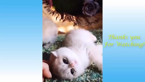 Cute Pets And Funny Animals Compilation :))))