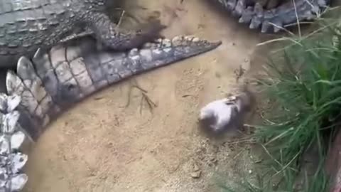 Crocodile