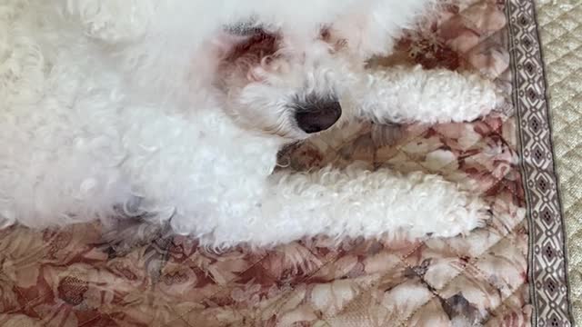 little teddy on the bed