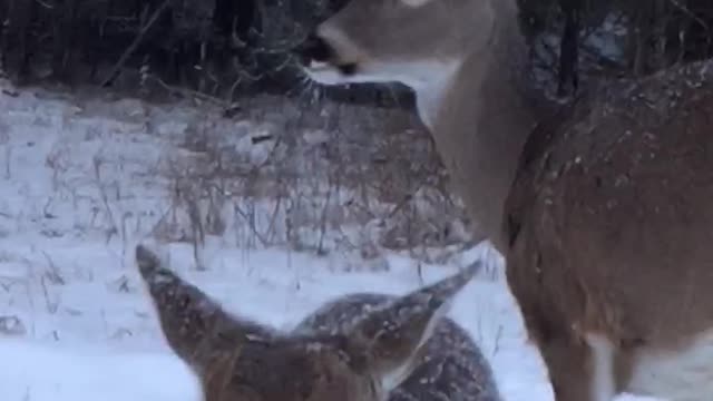 Granny talks to baby deer