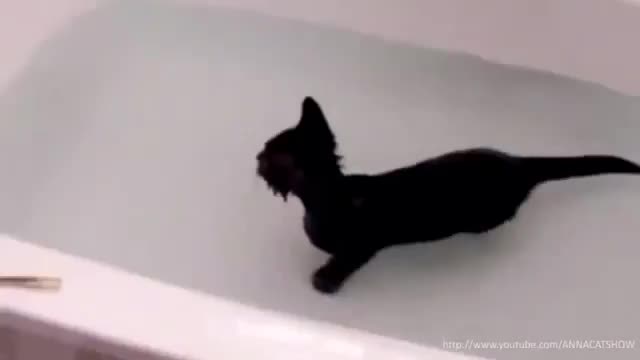 Funny cats and cats, waterfowl cats and kitties, our favorites