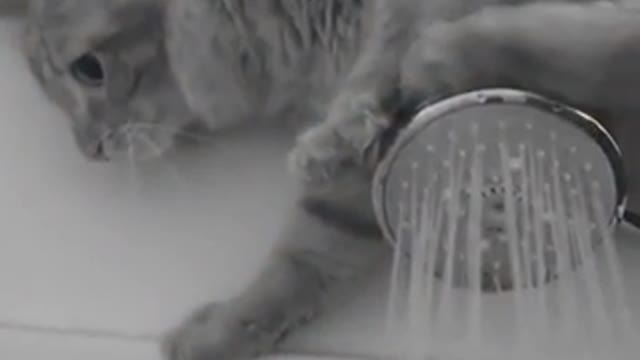 My cat does this every time i shower