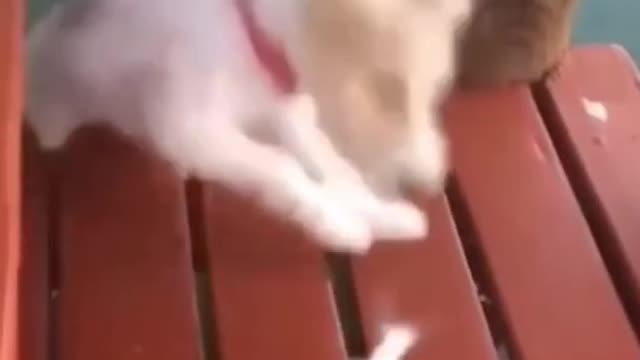 FUNNY ANIMALS VIDEOS TRY NOT TO LAUGH 🤣 | FUNNY CATS | FUNNY DOGS | CUTEST ANIMALS Eps 082 #SHORTS