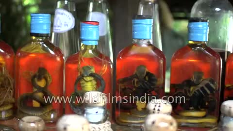 Snake wine in Mekong includes a whole venomous snake in the bottle