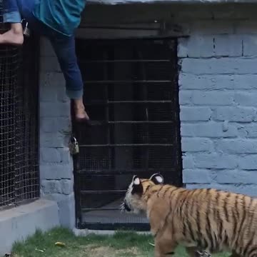 Naughty kid playing with tiger.....