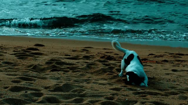 Dogs Go to the Beach for the First Time