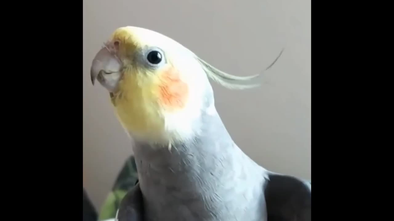 Super Cute And Funny Parrots