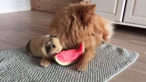 Perro y chanchito de guinea comparten una rodaja de sandía