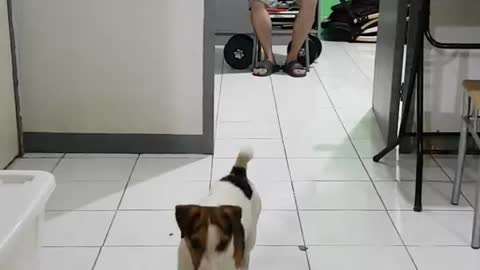 This Puppy Will Help You Work Out