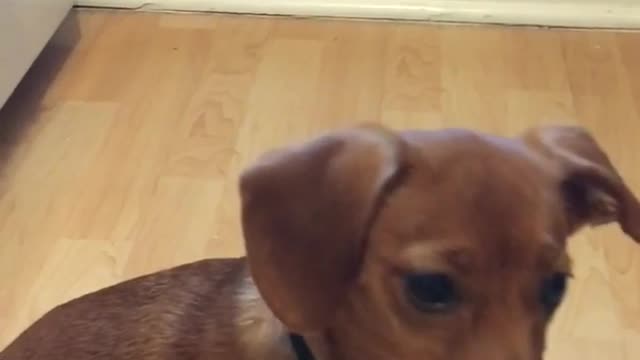 Brown chihuahua sitting on wood floors licking lips because of peanut butter