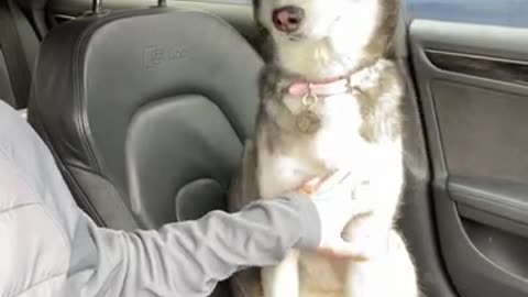 Husky Refuses To Let Me Drive!!