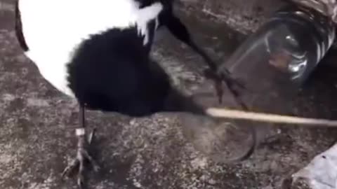 Bird Uses Tool To Reach Food