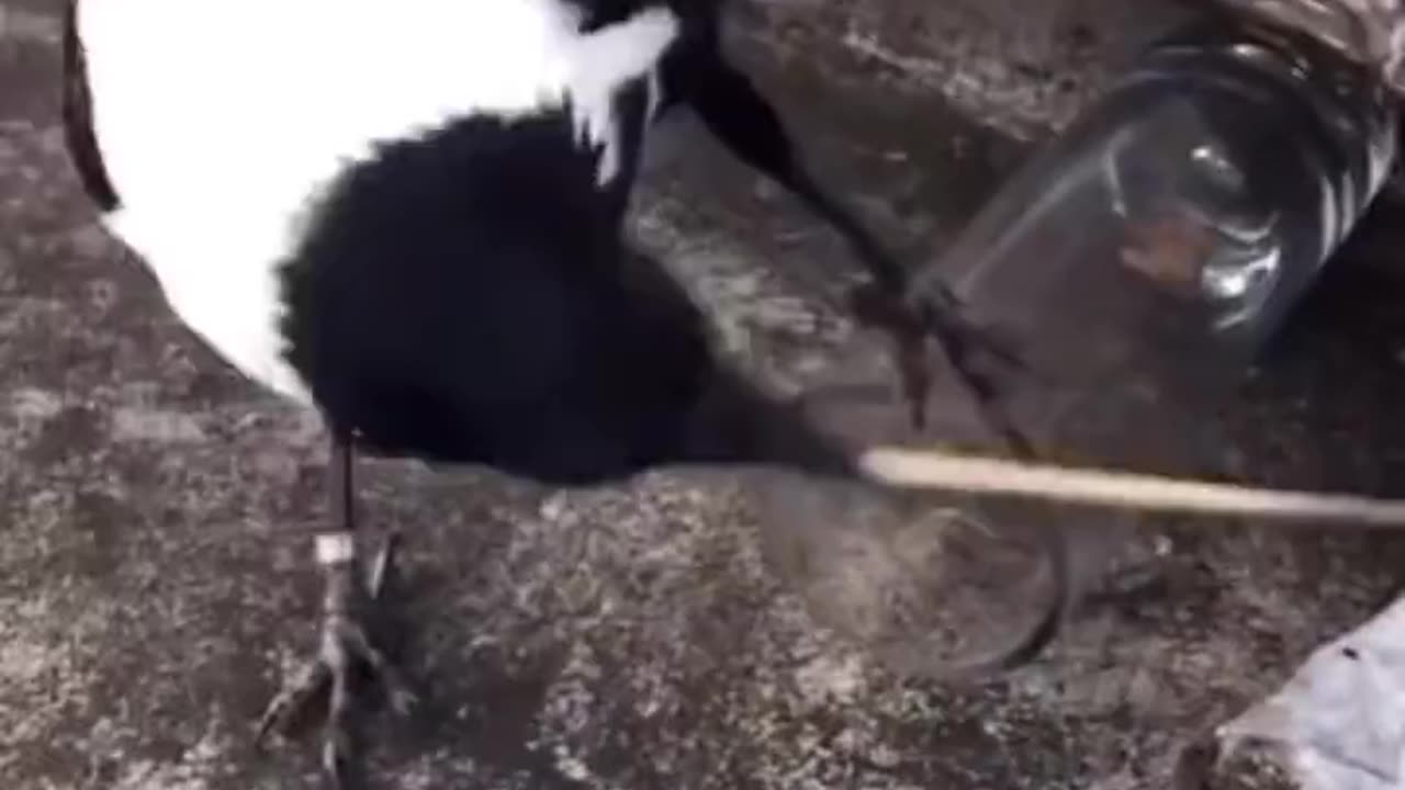 Bird Uses Tool To Reach Food