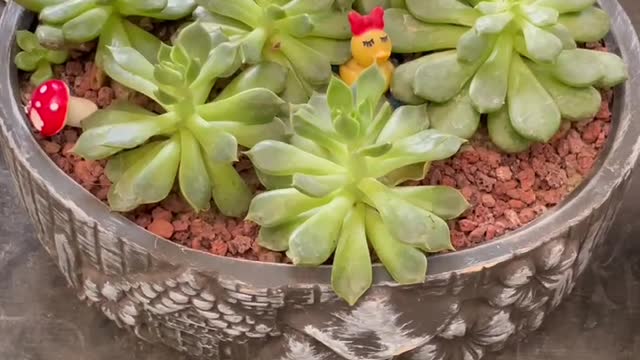 Succulent little yellow duck