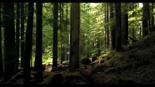 FOREST | DRONE FOOTAGE