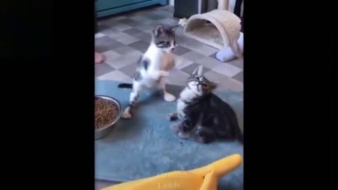 Cute Baby Cats Playing For The First Time