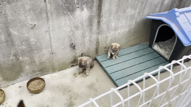 Jindo mother dog and 6 puppies