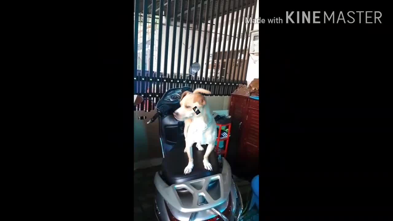 Synthesis Bim Bim dog poses on the saddle of the motorcycle and has fun when meeting you again