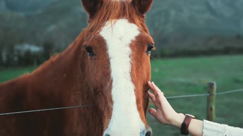 Love #Horse #Animals feeling #