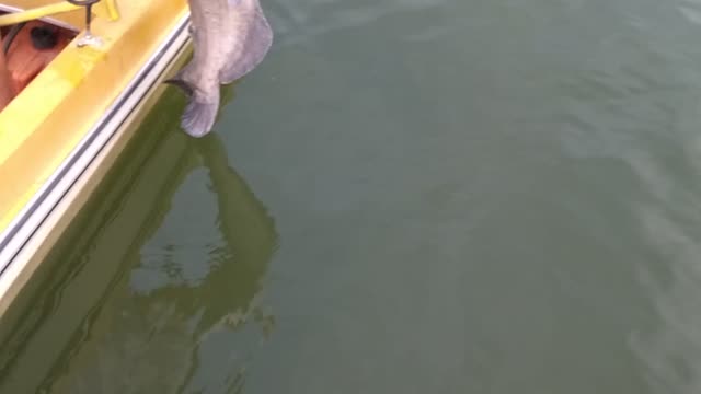 Releasing a giant catfish