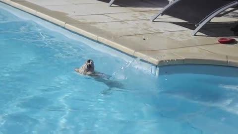 Ce chien est tombé dans la piscine