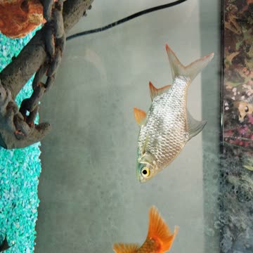 Fish wondering around