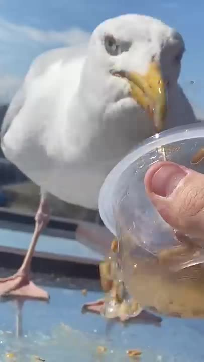day 56 of feeding my pet seagull to gain his trust
