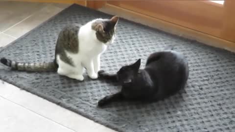 Cat is friend is game