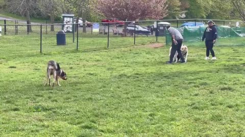 Wildlife: play dates in the dog 🐕 park