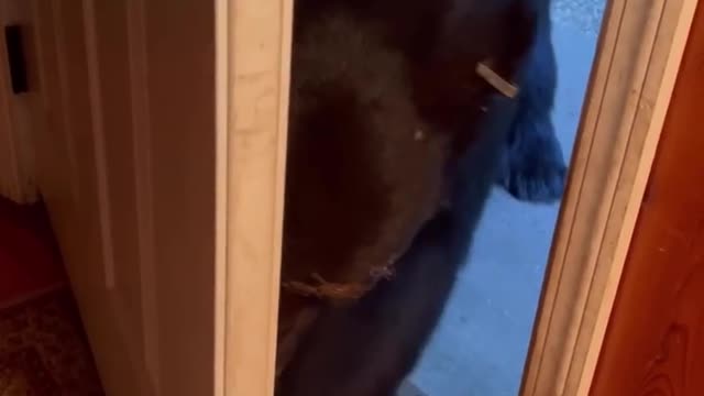 A polite and respectful bear