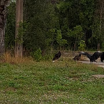 Turkey Vultures in Naples, Alaska and new creations in Christ. 12/27/23