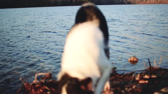 A cute dog helping master in cleaning sea😊😊❤