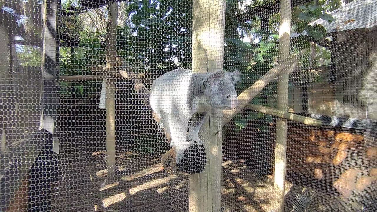 Koala VID_20231229_102947