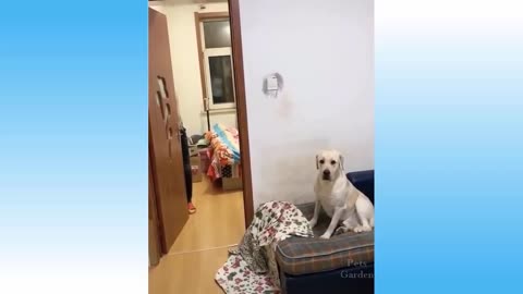 Cat & Dog funny Video