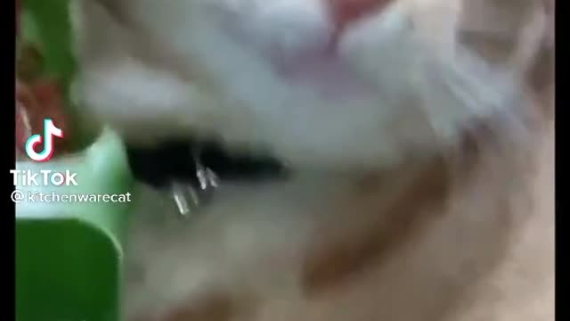 Amazing cat