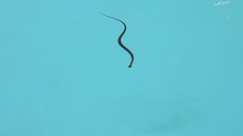 A Snake Takes A Swim