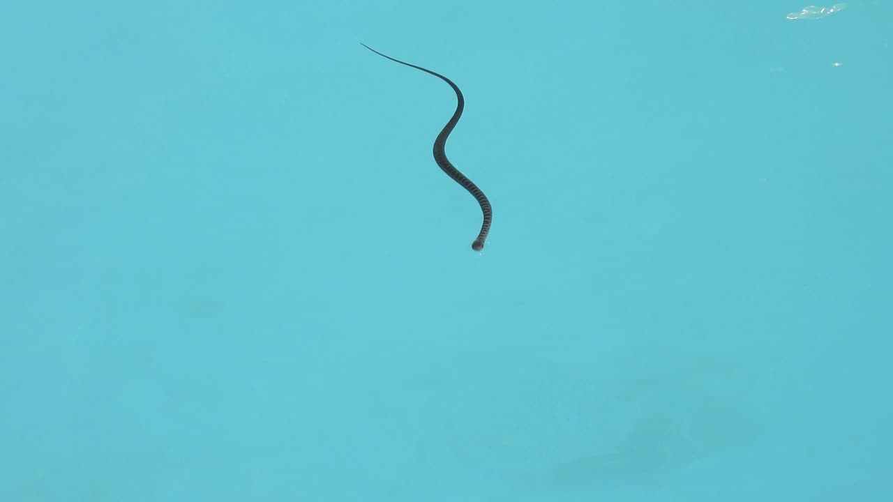 A Snake Takes A Swim